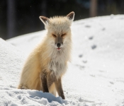 RedFox001